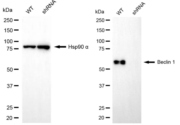 Western blotting analysis using beclin 1 antibody. Beclin 1 expression in wild type (WT) and beclin 1 (BECN1) shRNA knockdown (KD) HeLa cells with 20 μg of total cell lysates. Hsp90 α serves as a loading control. The blot was incubated with beclin 1 antibody (1:5,000) and HRP-conjugated goat anti-rabbit secondary antibody (1:10,000) respectively.