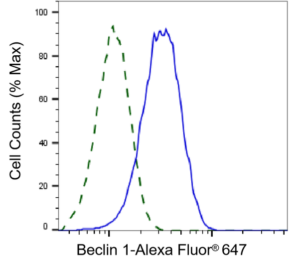 Validation of Beclin 1 knockdown using flow cytometry. Wild-type(WT, Blue) and knockdown(KD, Green) HeLa cells were stained with Beclin 1 antibody ( 1:2,000) and analyzed using BD flow cytometer.