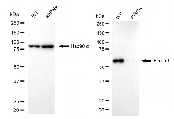 Western blotting analysis using beclin 1 antibody. Beclin 1 expression in wild type (WT) and beclin 1 (BECN1) shRNA knockdown (KD) HeLa cells with 20 μg of total cell lysates. Hsp90 α serves as a loading control. The blot was incubated with beclin 1 antibody (1:5,000) and HRP-conjugated goat anti-rabbit secondary antibody (APS0635, 1:10,000) respectively.