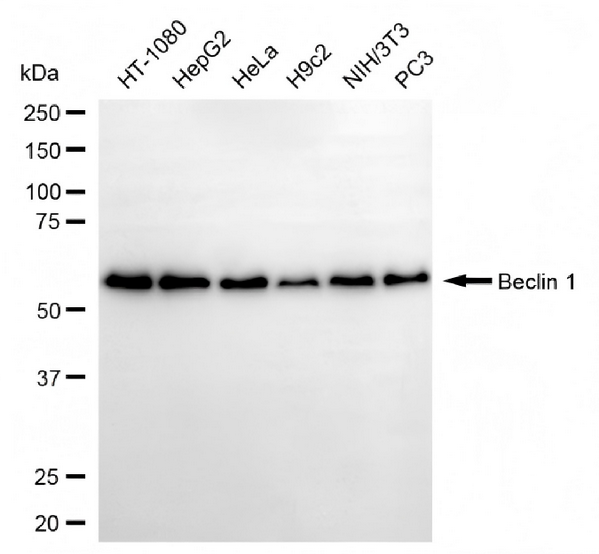 Western blotting analysis using beclin 1 antibody. Total cell lysates (30 μg) from various cell lines were loaded and separated by SDS-PAGE. The blot was incubated with beclin 1 antibody (1:5,000) and HRP-conjugated goat anti-rabbit secondary antibody (APS0635, 1:10,000) respectively.