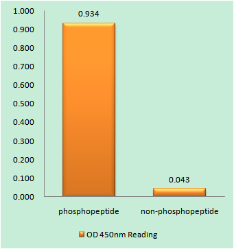 Enzyme-Linked Immunosorbent Assay （ Phospho-ELISA ） for Immunogen Phosphopeptide （Phospho-left） and Non-Phosphopeptide （Phospho-right）, using ADAM 17 （Phospho-Thr735） Antibody