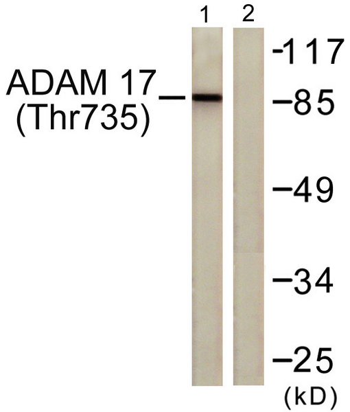 Western blot analysis of lysates from K562 cells treated with UV 5', using ADAM 17 （Phospho-Thr735） Antibody. The lane on the right is blocked with the phospho peptide.