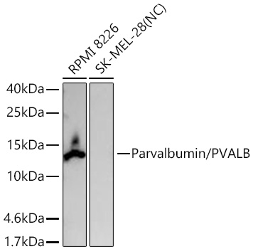 Western blot analysis of various lysates using Parvalbumin/PVALB Rabbit mAb at 1:1000 dilution incubated overnight at 4℃.