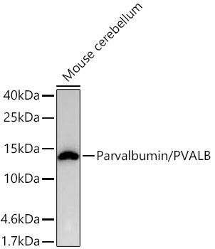 Western blot analysis of lysates from Mouse cerebellum using Parvalbumin/PVALB Rabbit mAb at 1:1000 dilution incubated overnight at 4℃.