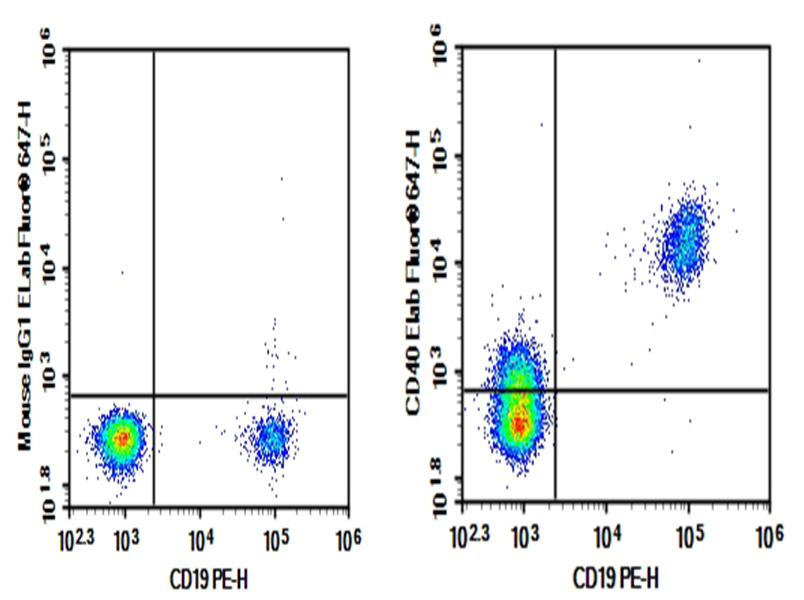 Human peripheral blood lymphocytes were stained with 0.2 μg Purified Anti-Human CD40 Antibody, Functional Grade (Right) and 0.2 μg Mouse IgG1, κ Isotype Control (Left), followed by Brigthfluor 647- conjugated Goat Anti-Mouse IgG Secondary Antibody, then anti-Human CD19 PE conjugated Monoclonal Antibody.