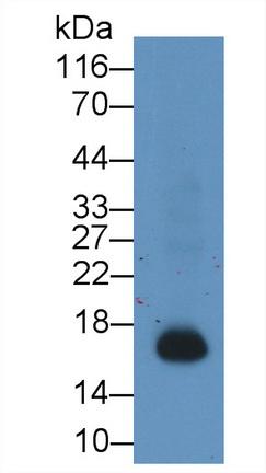 WesternBlot;Sample:RatSpleenlysatePrimaryAb:2.5µg/mlMouseAnti-Rat IBA1 Antibody Second Ab: 0.2µg/mL HRP-Linked Caprine Anti-Mouse IgG PolyclonalAntibody