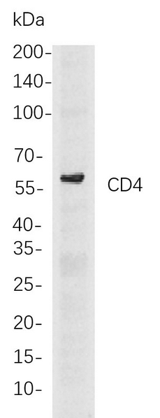Western blot analysis of lysates from THP-1 cells, using CD4 Rabbit mAb. The HRP-conjugated Goat anti-Rabbit IgG antibody was used to detect the antibody.
