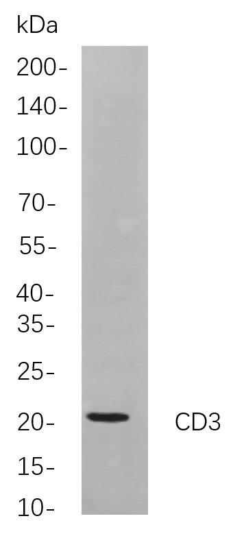 Western blot analysis of lysates from Jurkat cells, using CD3 Rabbit mAb. The HRP-conjugated Goat anti-Rabbit IgG antibody was used to detect the antibody.