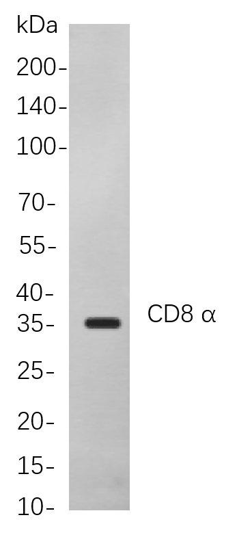 WesternblotanalysisoflysatesfromMousethymuscells, using CD8 α Rabbit mAb. The HRP-conjugated Goat anti-Rabbit IgG antibodywasusedtodetecttheantibody.