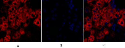 Immunofluorescence analysis of mouse-liver tissue. 1,Rock-1 Polyclonal Antibody（red） was diluted at 1:200（4°C,overnight）. 2, Cy3 labled Secondary antibody was diluted at 1:300（room temperature, 50min）.3, Picture B: DAPI（blue） 10min. Picture A:Target. Picture B: DAPI. Picture C: merge of A+B