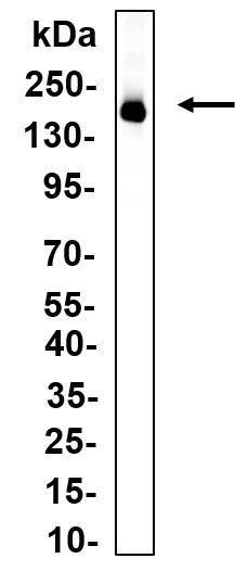 Western Blot analysis using Hela cell lysate, Proteins were separated by 4-20% SDS-PAGE